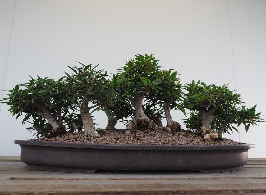 Bonsai Plants Benefits, Care, and Growing Bonsai Tree Indoor